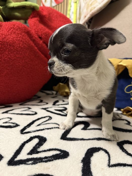 Chihuahua sunia Dodi krótkowłosa pieknosc