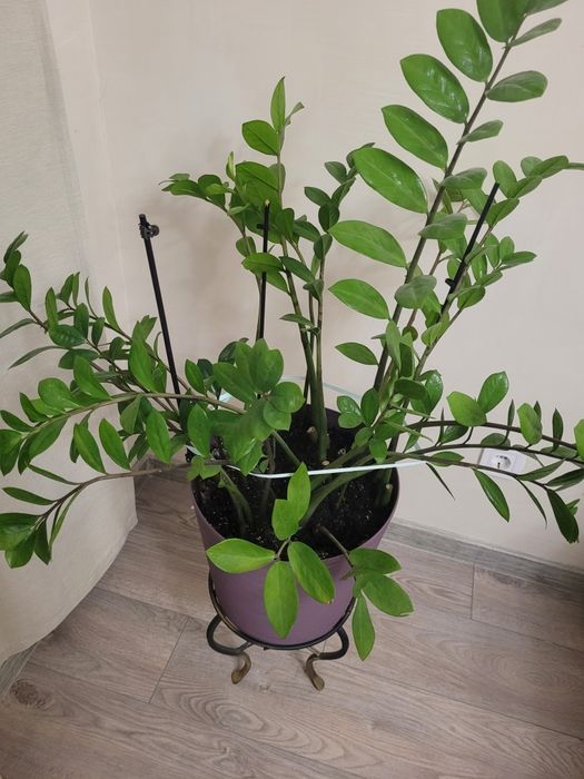 Продам драцену і заміокулькас