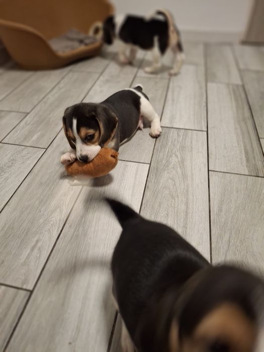 Beagle suczka rodowód