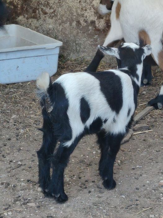Cabrito com 1 mês