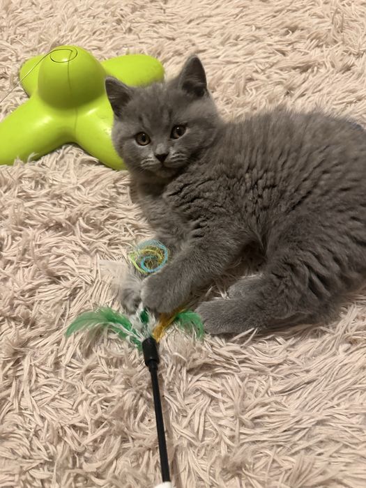 Sprzedam kotke brytyjska niebieska