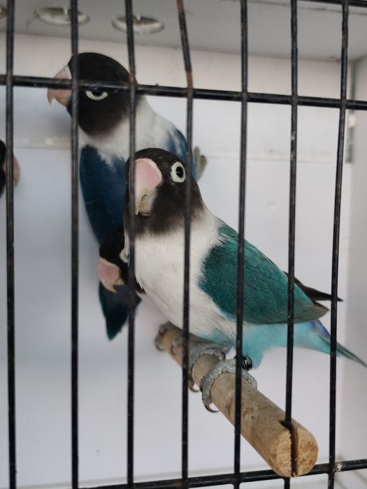 Agapornis Persunatus 2025