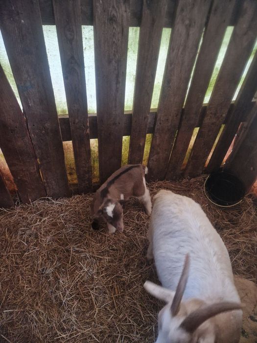 Casal de cabras anas