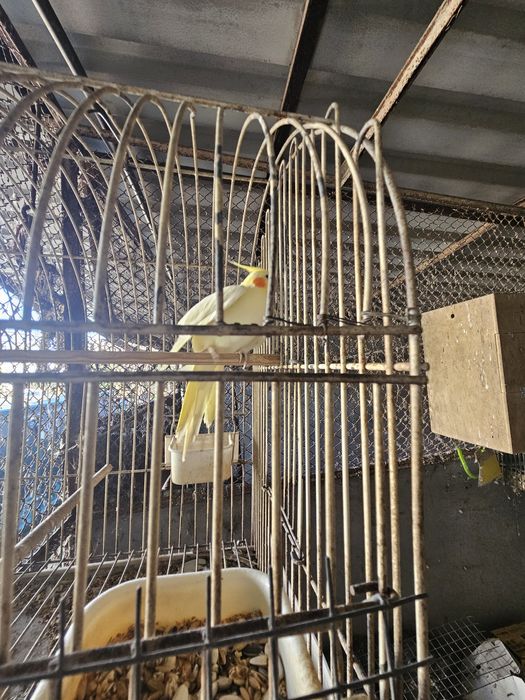 Caturra opalina macho