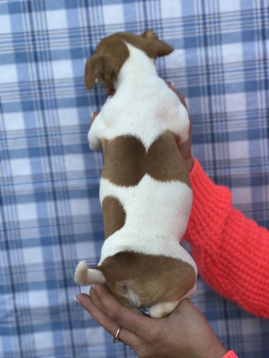 Дівчинка терьерчик