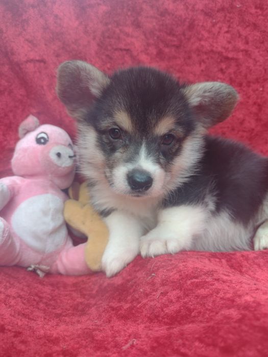 Святкова акційна пропозиція!