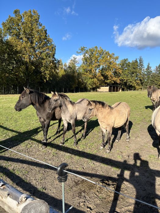 Konik polski klaczki ogierki