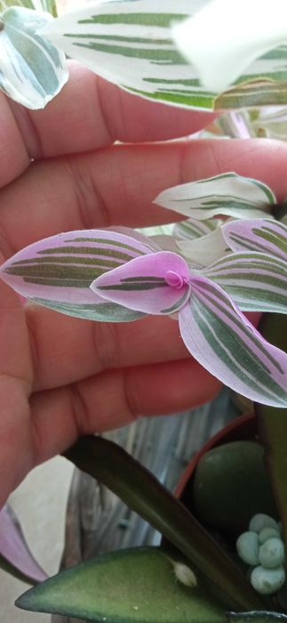 Rośliny doniczkowe kwiaty trzykrotki kolorowe zielone.