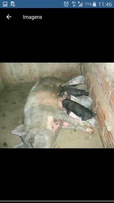 Leitões/Porcos/Porcas