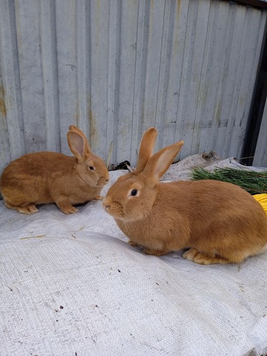 Кролі Бургундські