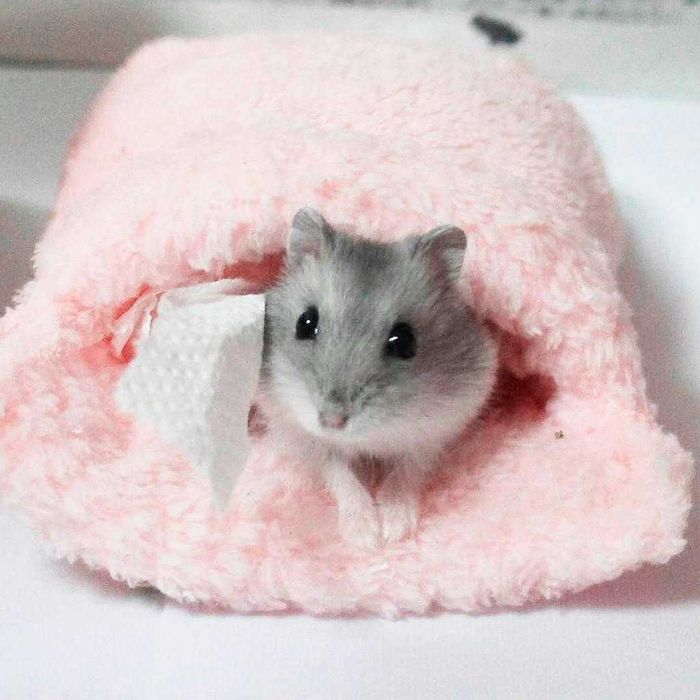 Джунгарские хомячки, хомяки, хомячата, хомяк, карликовые, джунгарики