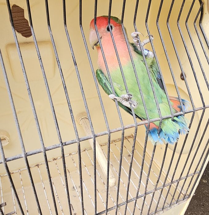 Agapornis rosicollir