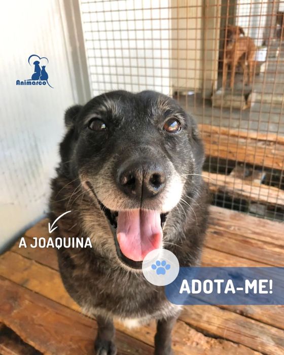 Joaquina - cadela senior para adoção