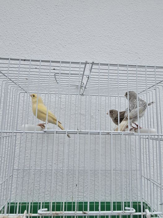 Canarias de 2024 e macho de 2025