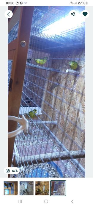 Sprzedam kanarki bastardy