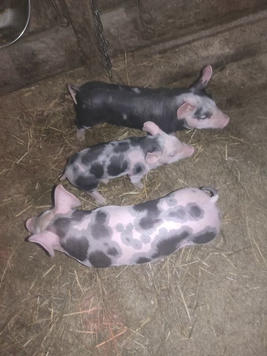 Продам малих поросят