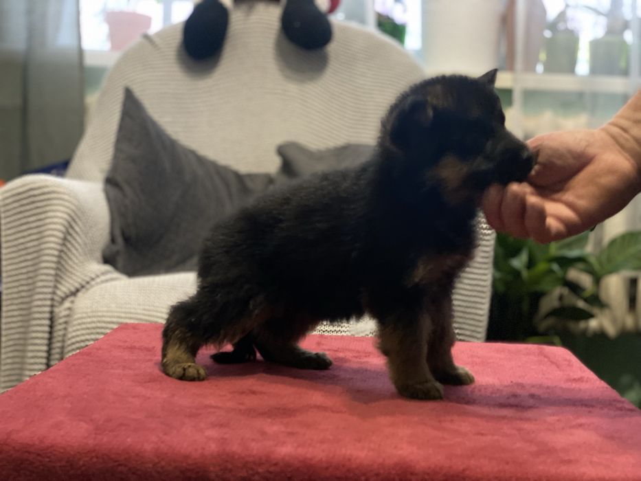 Німецька вівчарка