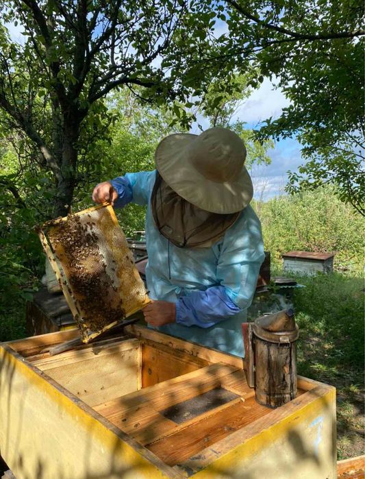 Продам бджолопакети