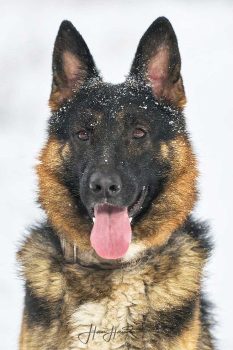 Kto pokocha Owczarka