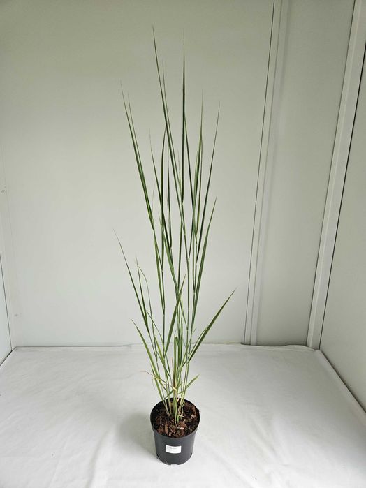 Proso rózgowate Northwind 130cm C2 – wysoka trawa ozdobna