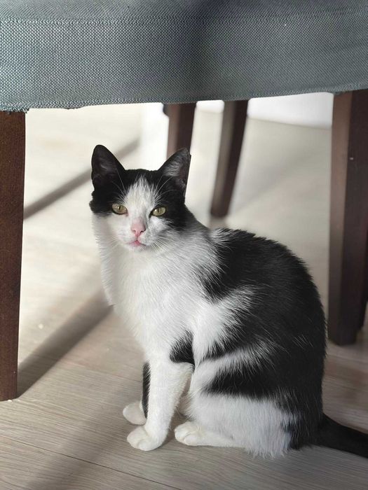 Kieszonkowa Cebulka szuka domu