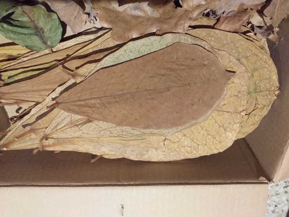 Pakiet liści na pokarm dla krewetek.