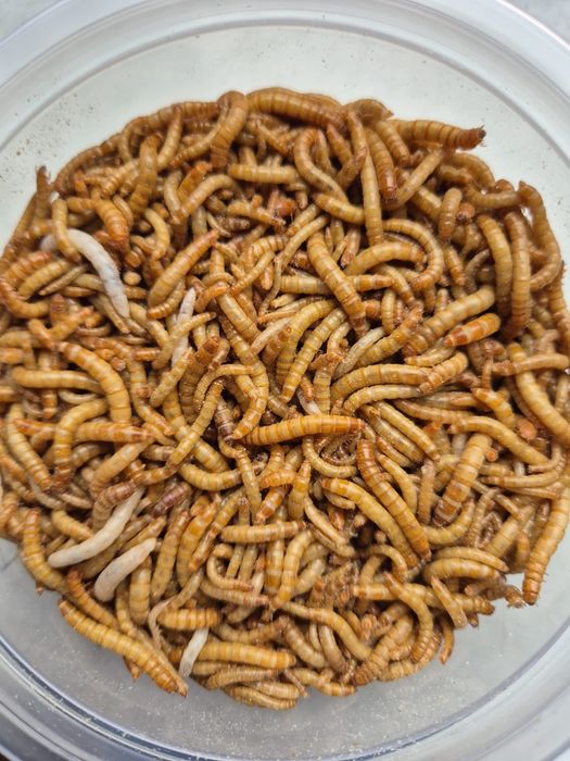 Mącznik Młynarek - pokarm dla zwierząt 100ml