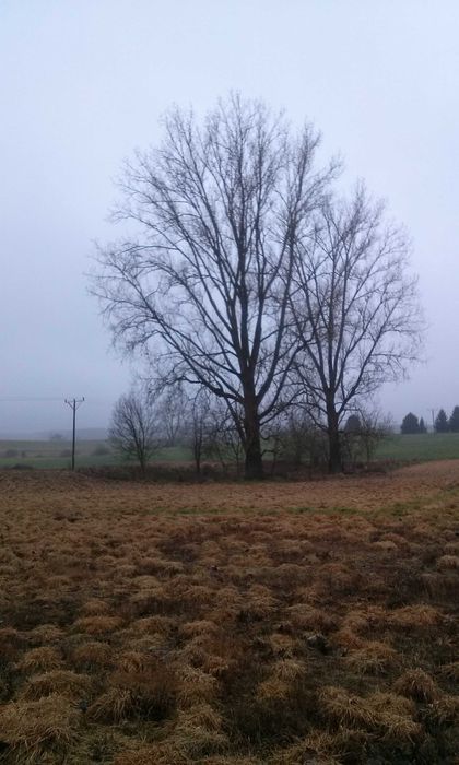 Topole kanadyjskie na sprzedaż - Jasiel, pow. Gryfice