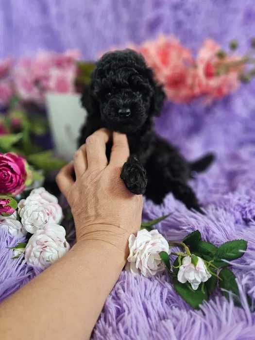 Poodle preto disponível