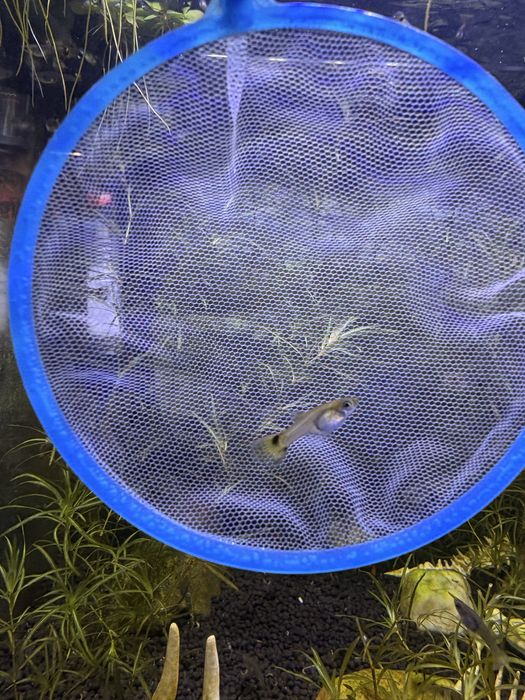 Guppy surtidos amarelo e laranja