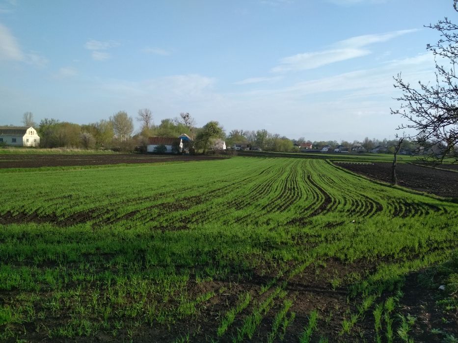 Продам будинок село Мовчанівка Бердичівський район