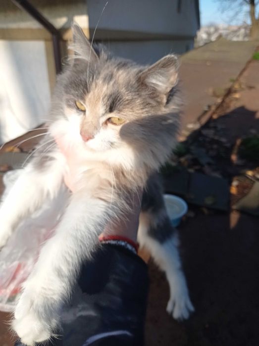 Кошеня дівчинка безкоштовно в добрі руки