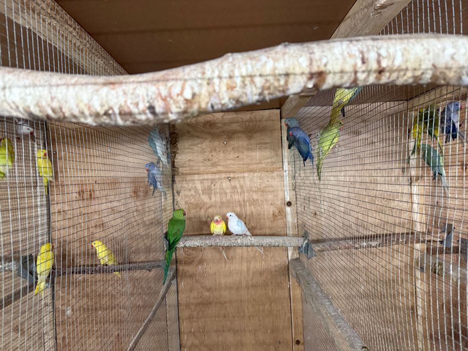 Aleksandretty obrożne