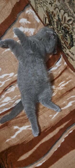 Шотландець висловухий вакцинацією па портом окрас блакитний