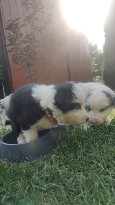 Border Collie piesek czarno biały