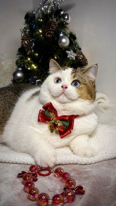 Brytyjska  niebieskooka  fy 03 61 DBE