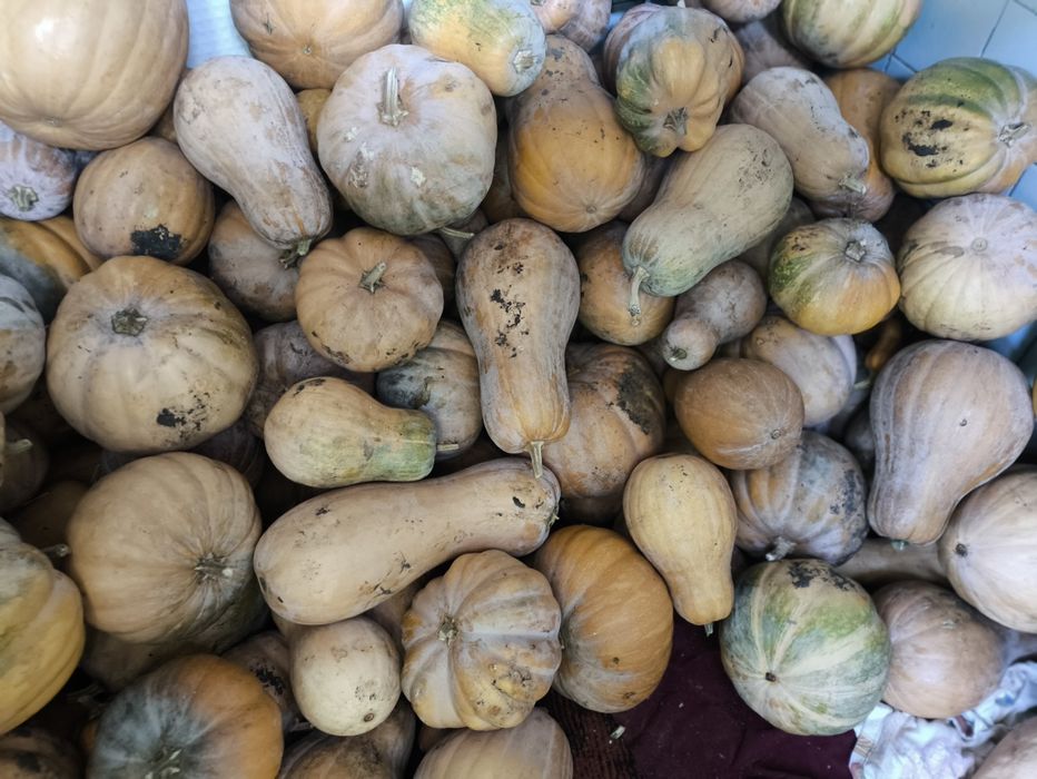 Продам кабак вывоз с поля кулиши.