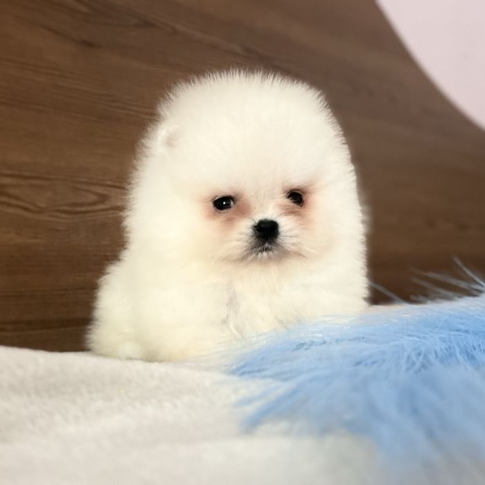 Міні хлопчик шоу классу