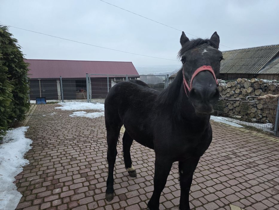 Źrebica 10 miesięczna