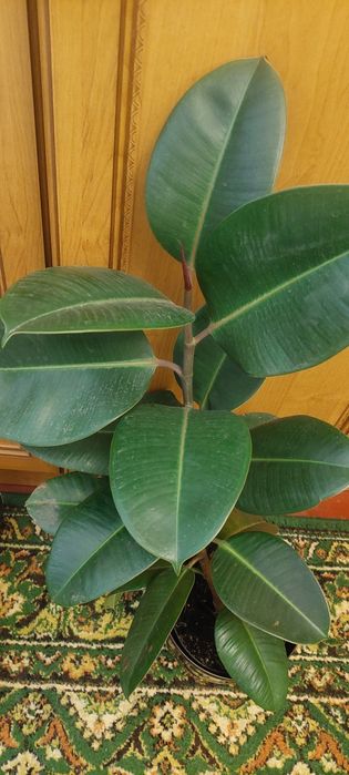 Фикус,толстянка,рео