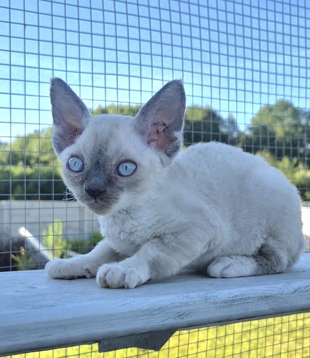 Śliczny mały devon rex FPL -  możliwość rezerwacji