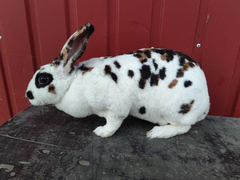 Rex trójbarwny samice