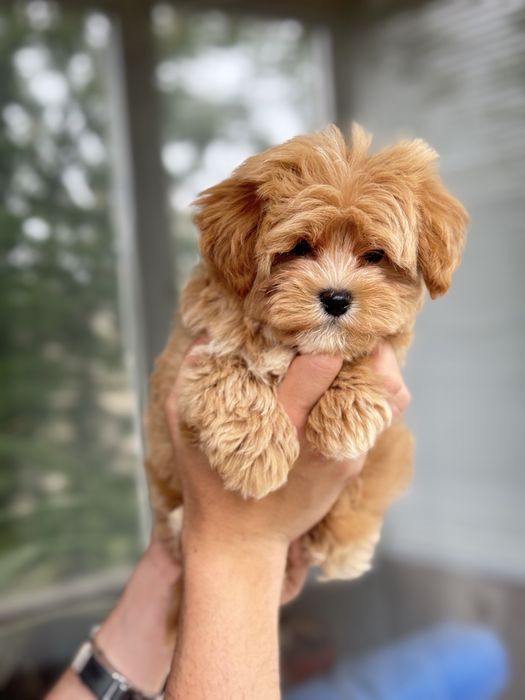 Мальтипу кривой рог мини мальчик