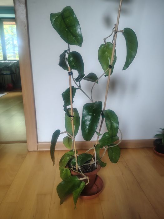 Hoya Tam Dao cała ze zdjęcia