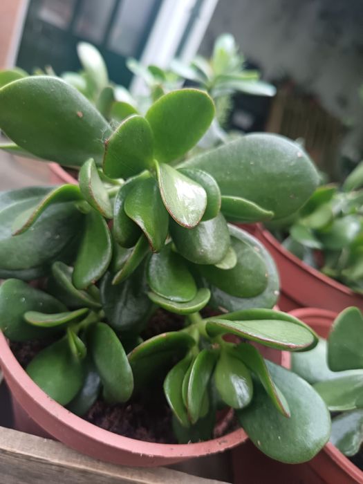 Planta de jade - planta da prosperidade