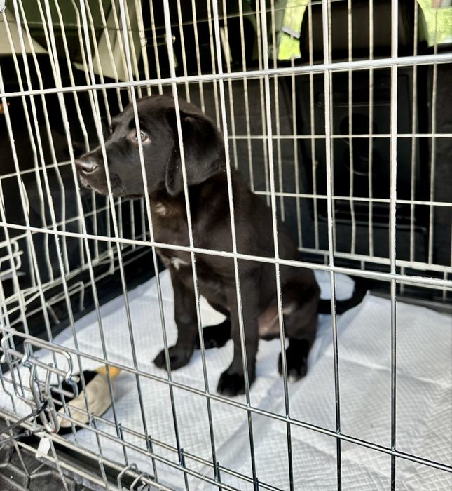 Перевозка животных собак котов перевезення тварин котів собак