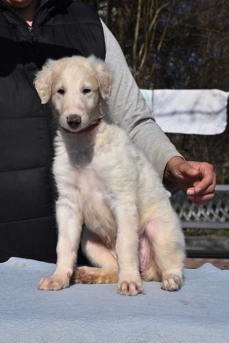 Chart rosyjski borzoj-suczka