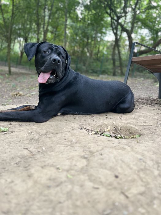 Pies do adopcji  Cane Corso
