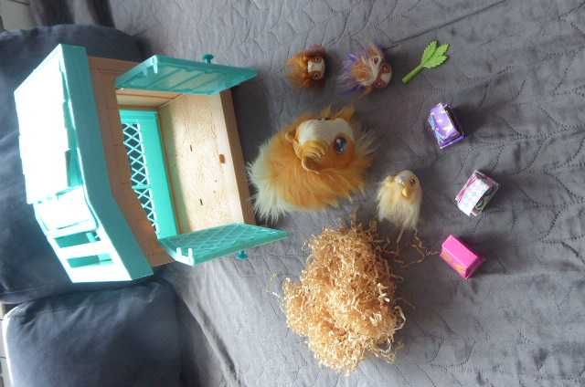 świnka morska mama surprise. little live pets