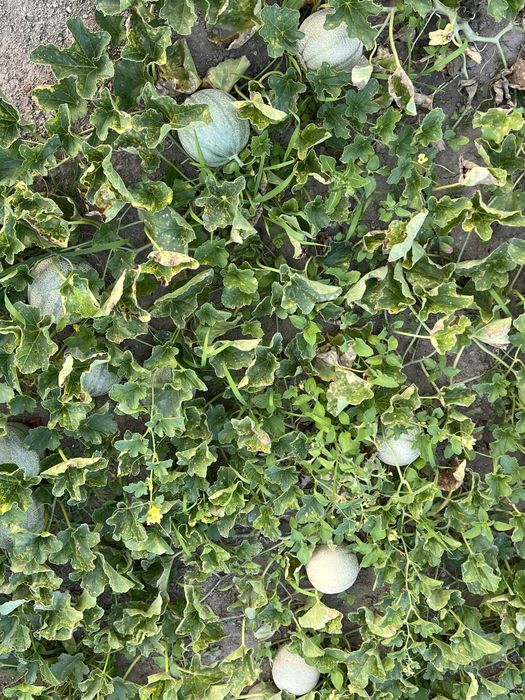 Vendo Legumes Caseiros Frescos